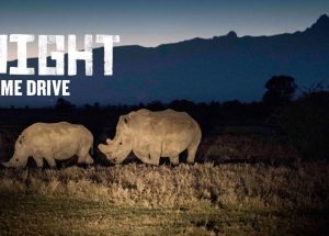 Night game drives in Kenya, Ol Pejeta Conservancy